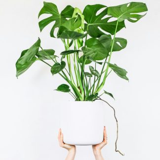 Golden Pothos