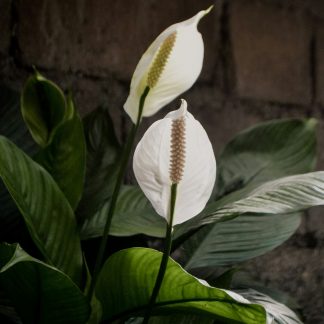 Snake Plant