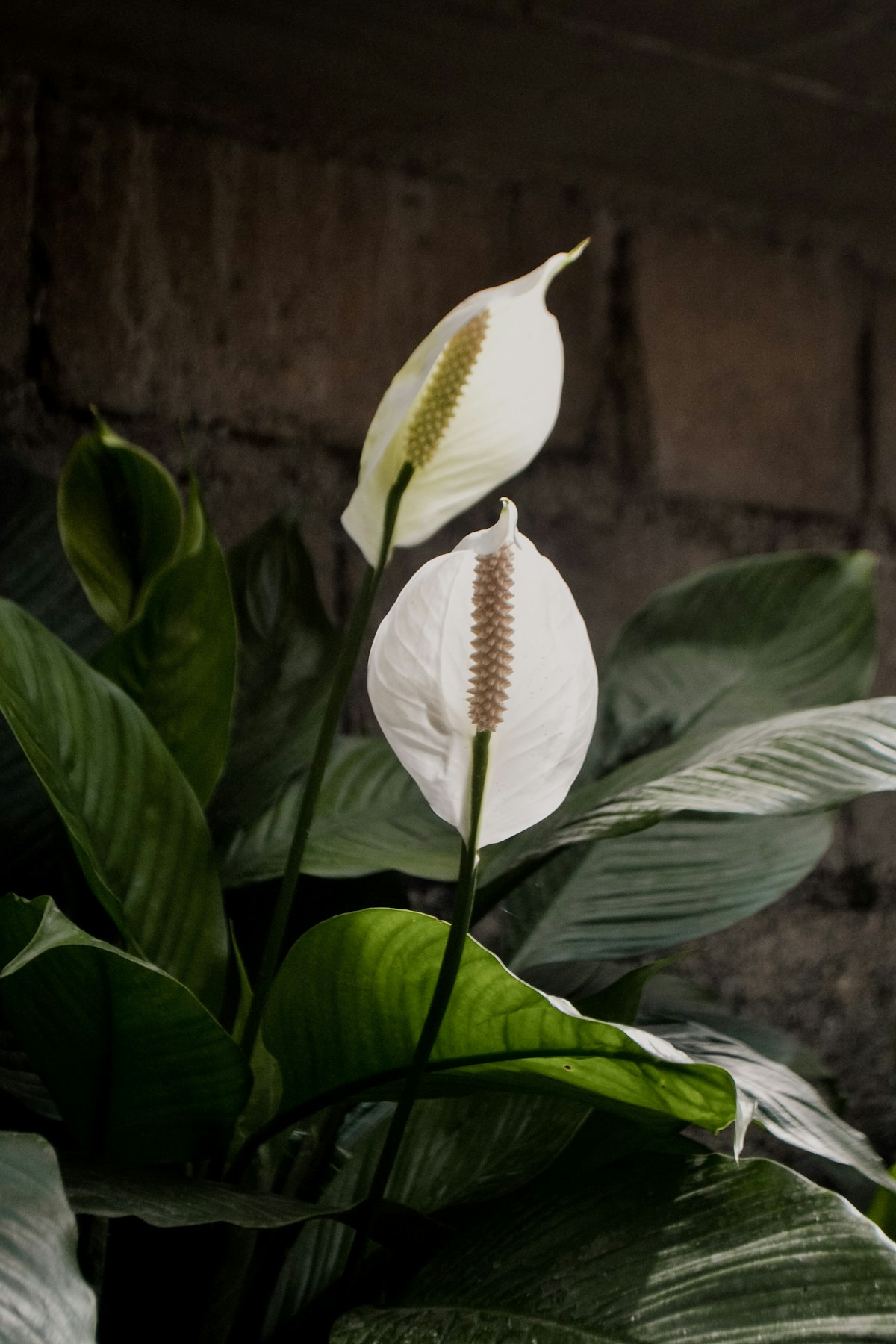 Snake Plant