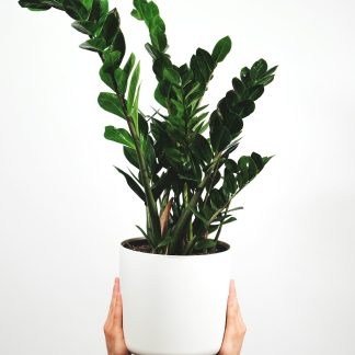 Monstera Deliciosa