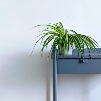 Fiddle Leaf Fig