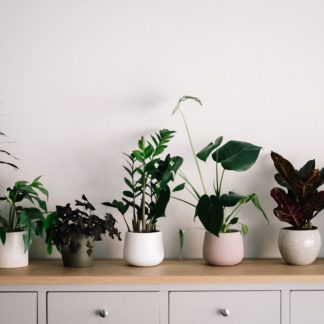 ZZ Plant
