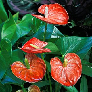 Calathea Orbifolia