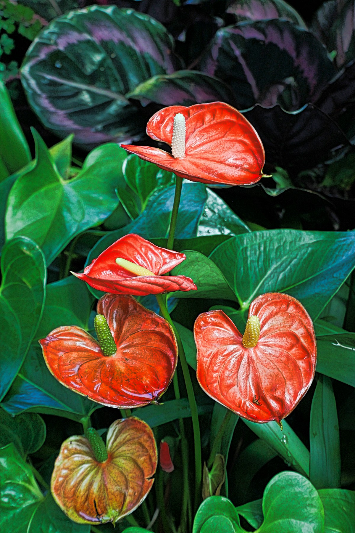 Calathea Orbifolia